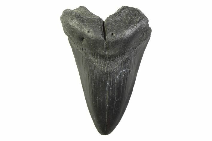 Fossil Megalodon Tooth - South Carolina #341401